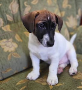 Щенок Джек Рассел Терьер 24.10.2025