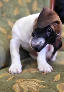 Щенок Джек Рассел Терьер 24.10.2025