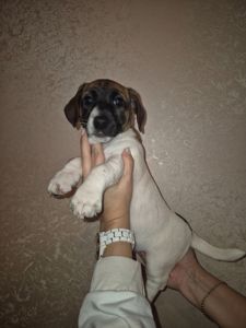 Щенок Джек Рассел Терьер 24.10.2025