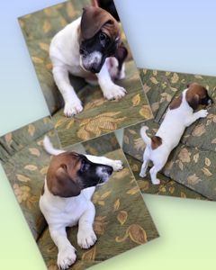 Щенок Джек Рассел Терьер 24.10.2025