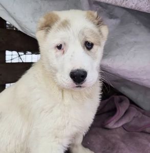 Продам цуценя САВ алабай 2.5 місяці