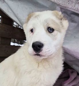 Продам цуценя САВ алабай 2.5 місяці