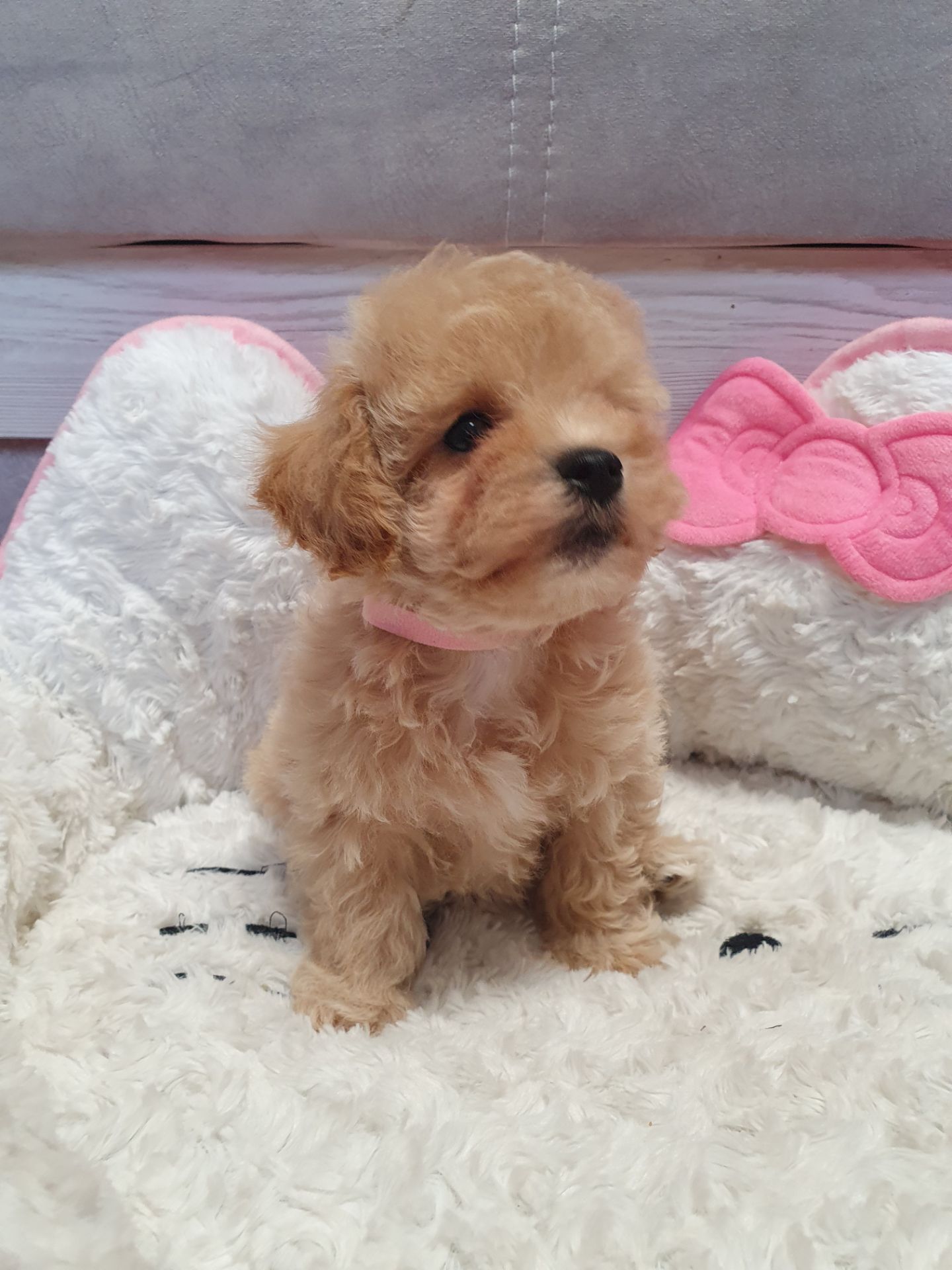 Цуценята мальтіпу