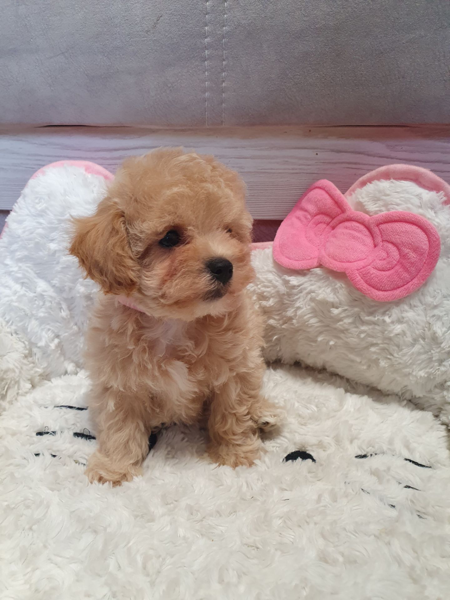 Цуценята мальтіпу