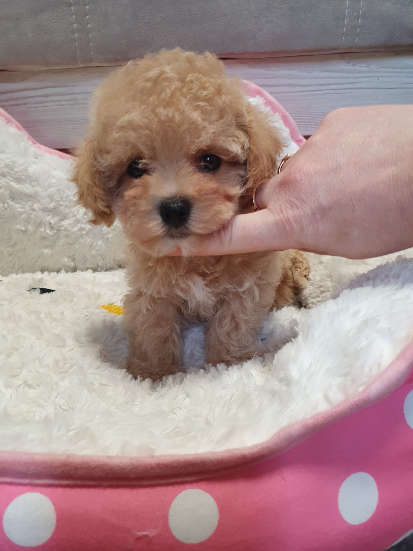 Цуценята мальтіпу