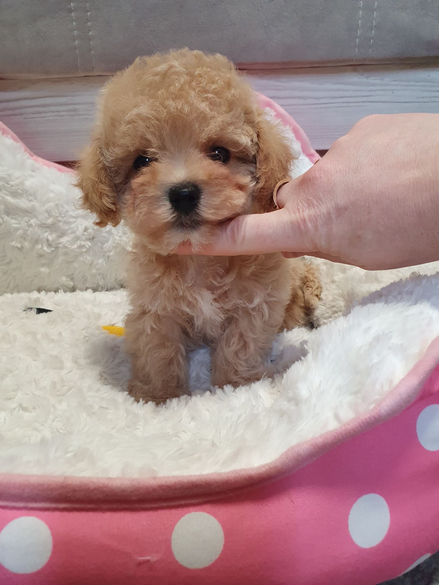 Цуценята мальтіпу