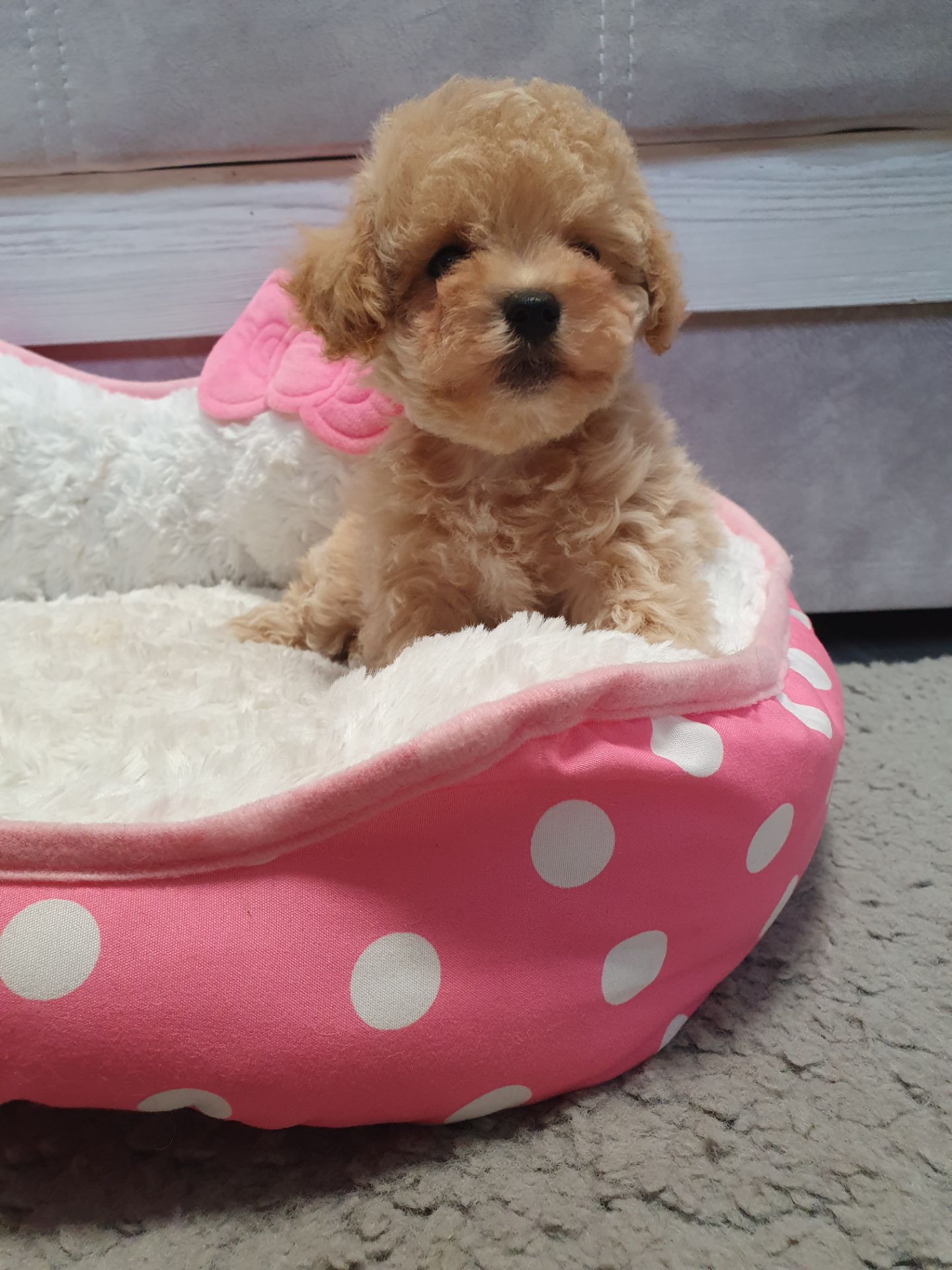 Цуценята мальтіпу