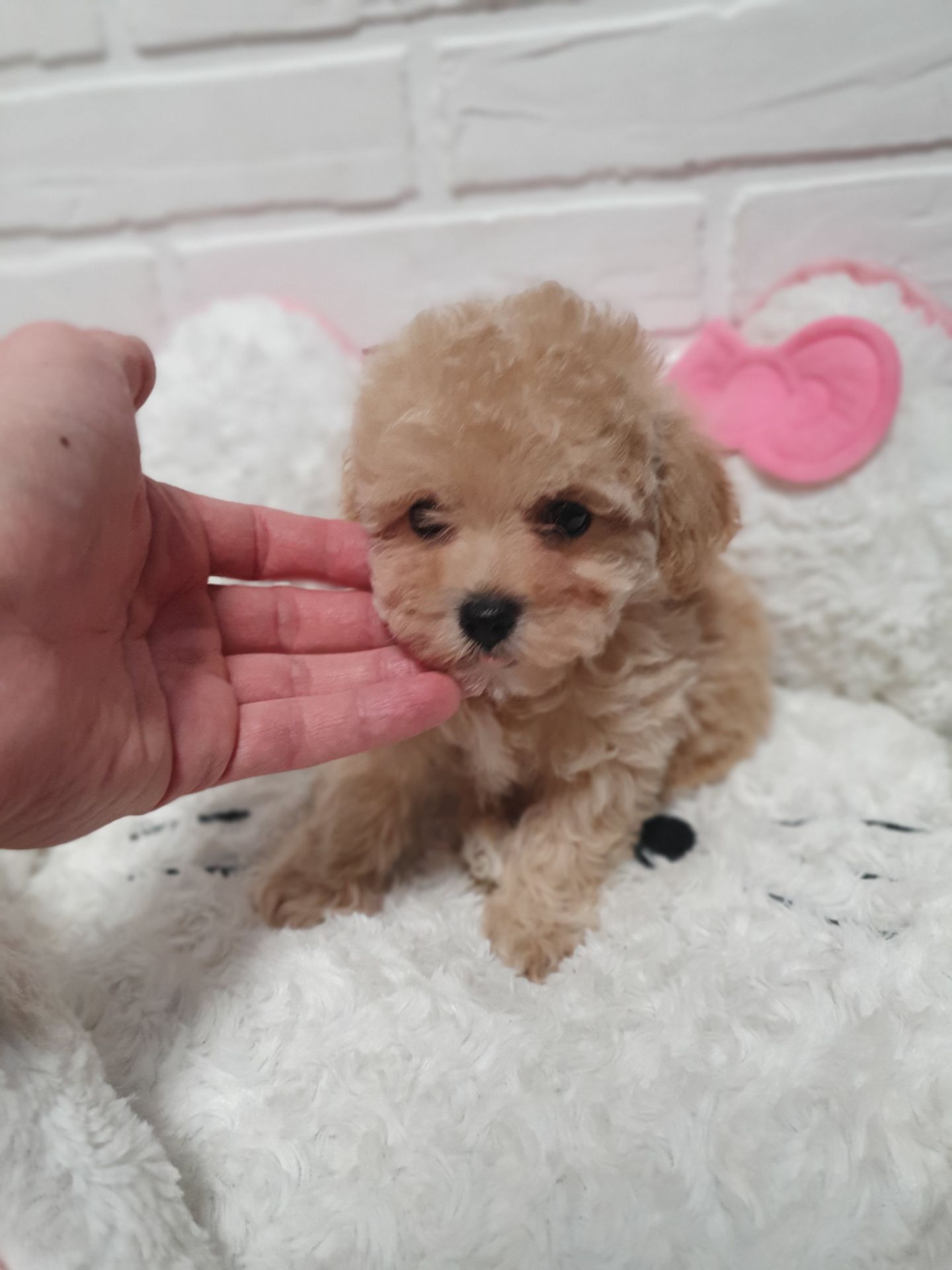 Цуценята мальтіпу