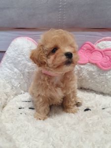 Цуценята мальтіпу