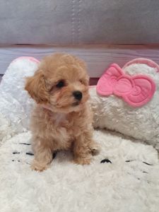 Цуценята мальтіпу