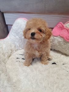 Цуценята мальтіпу