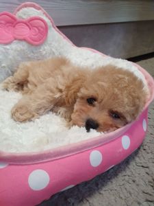 Цуценята мальтіпу