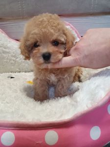 Цуценята мальтіпу