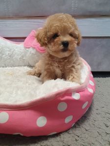 Цуценята мальтіпу