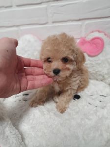 Цуценята мальтіпу