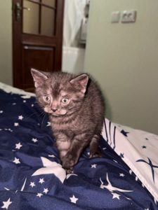 Британская