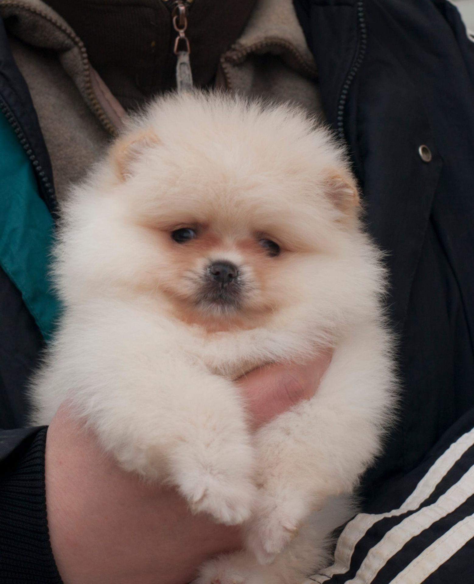 Кремовий хлопчик пом