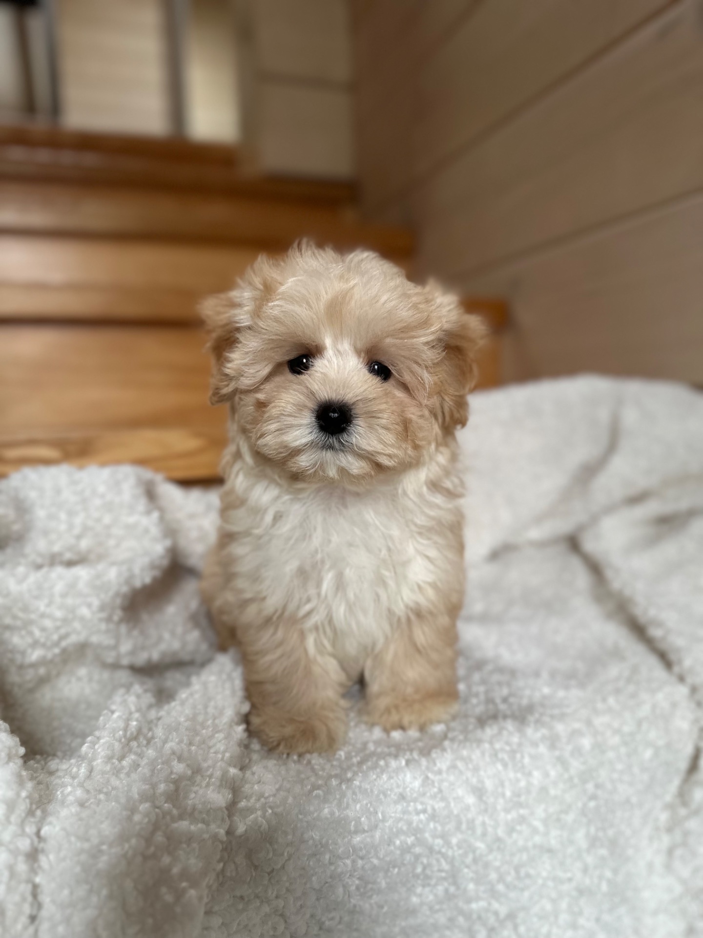 Мальтипу f1 baby face мини