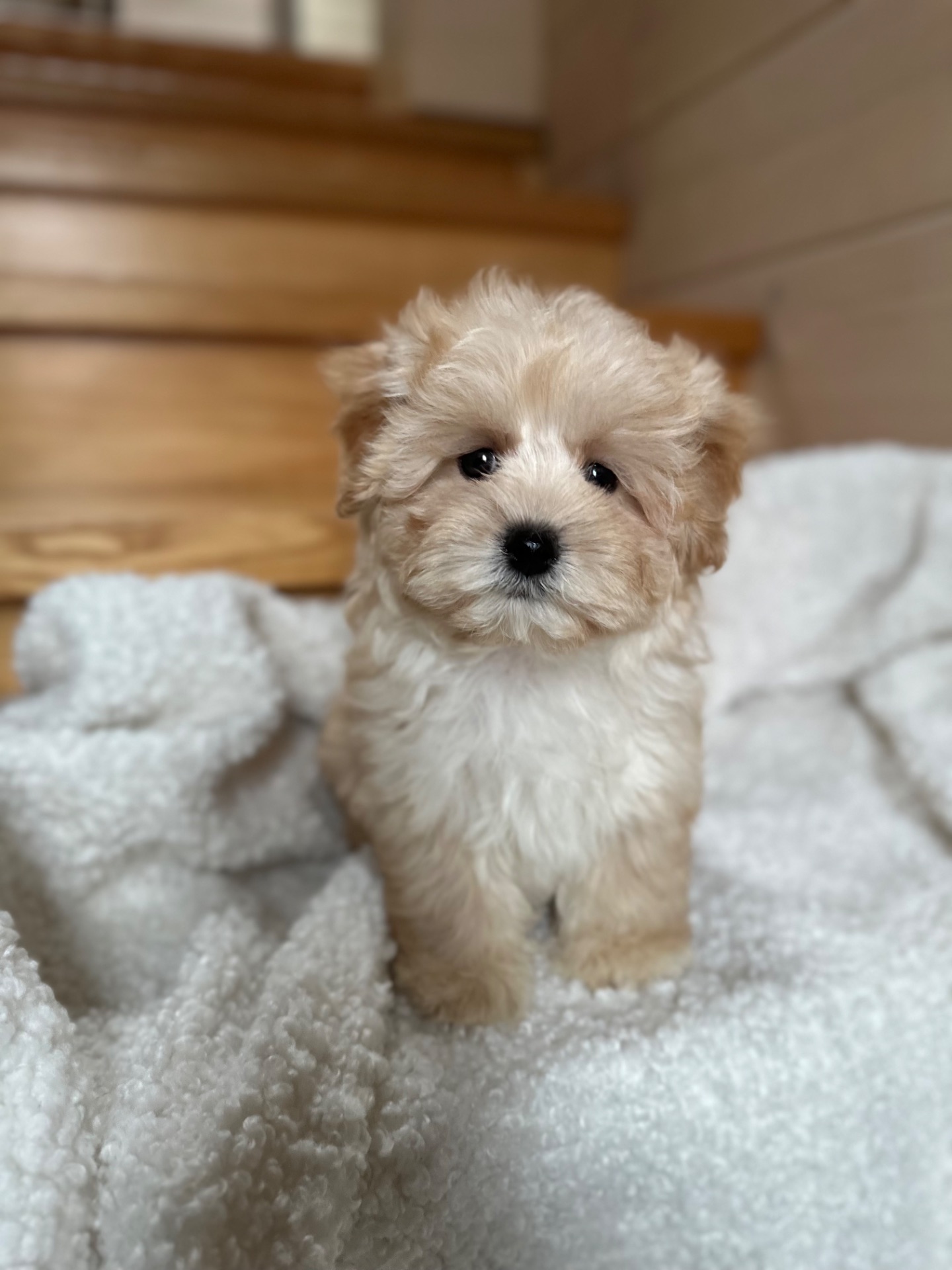 Мальтипу f1 baby face мини