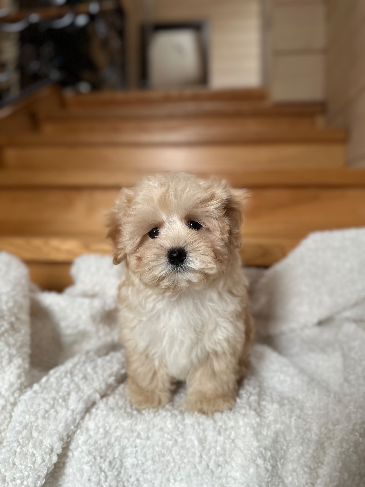 Мальтипу f1 baby face мини