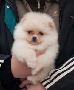 Кремовий хлопчик пом