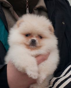 Кремовий хлопчик пом