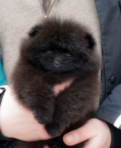 Померанський шпіц чорна дівчинка