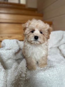 Мальтипу f1 baby face мини