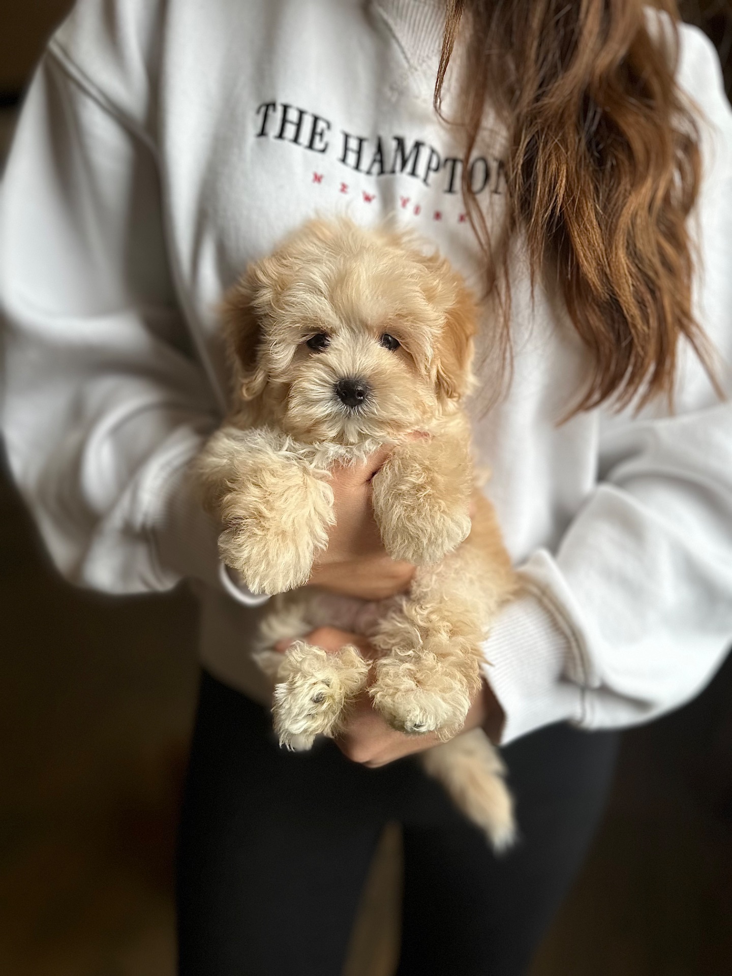 Супер мини мальтипу baby face f1