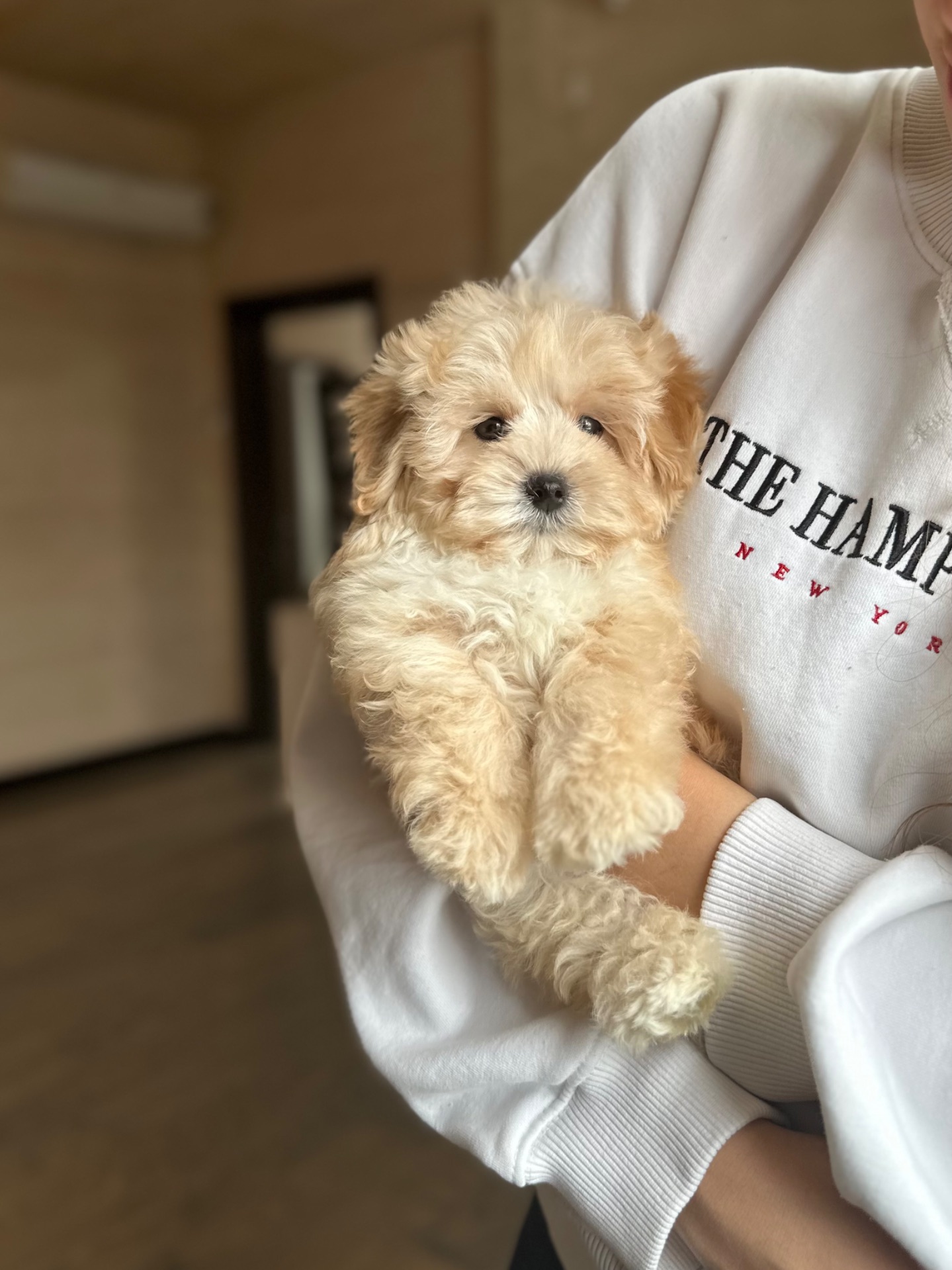 Супер мини мальтипу baby face f1