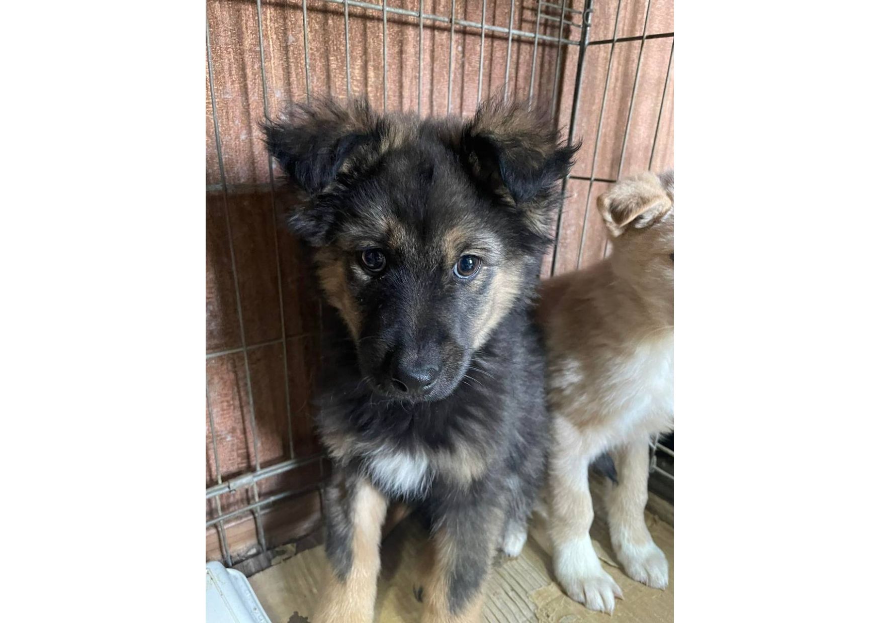 Не проходьте повз, подаруйте малятам шанс на життя! ❤️‍🩹