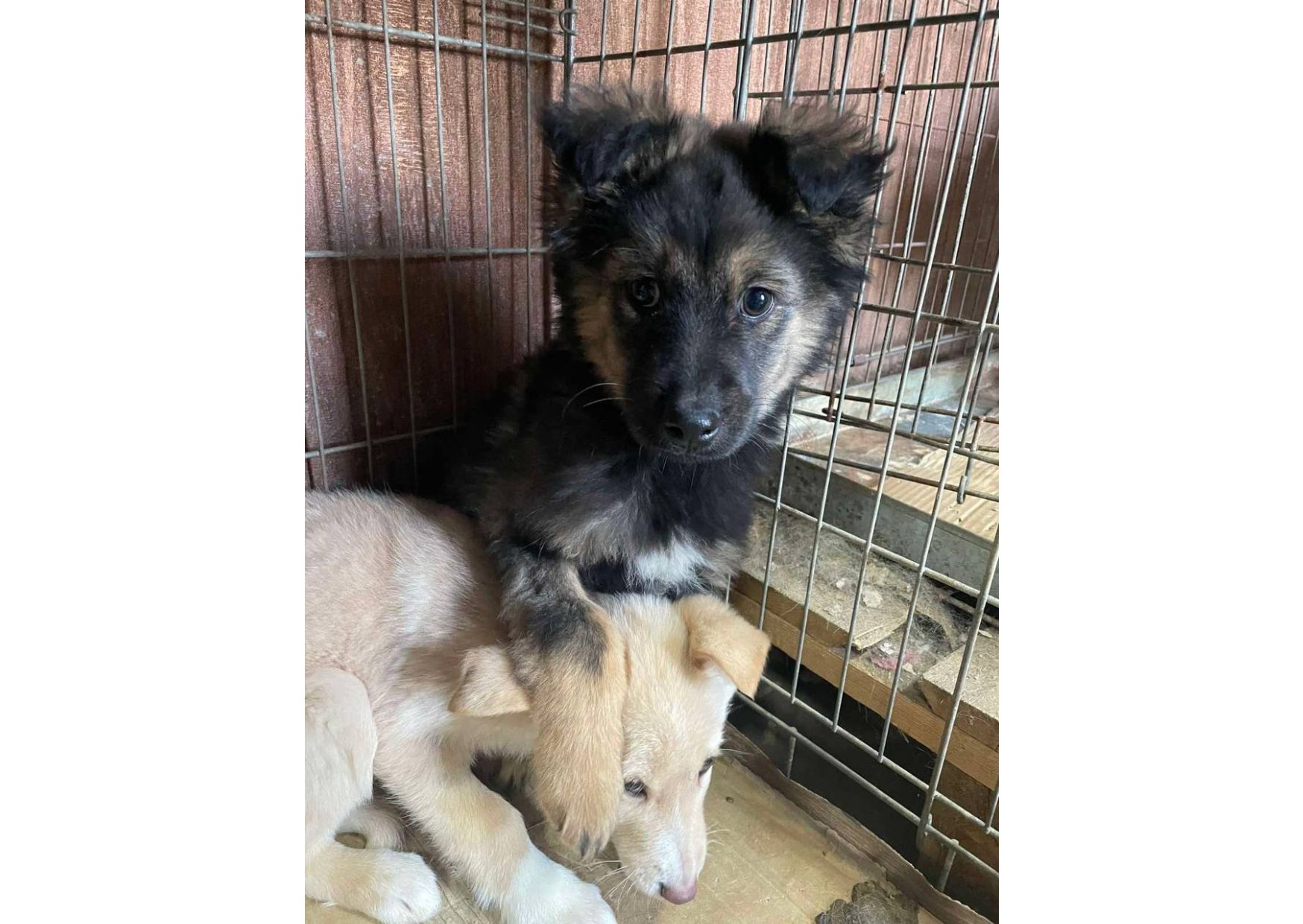 Не проходьте повз, подаруйте малятам шанс на життя! ❤️‍🩹