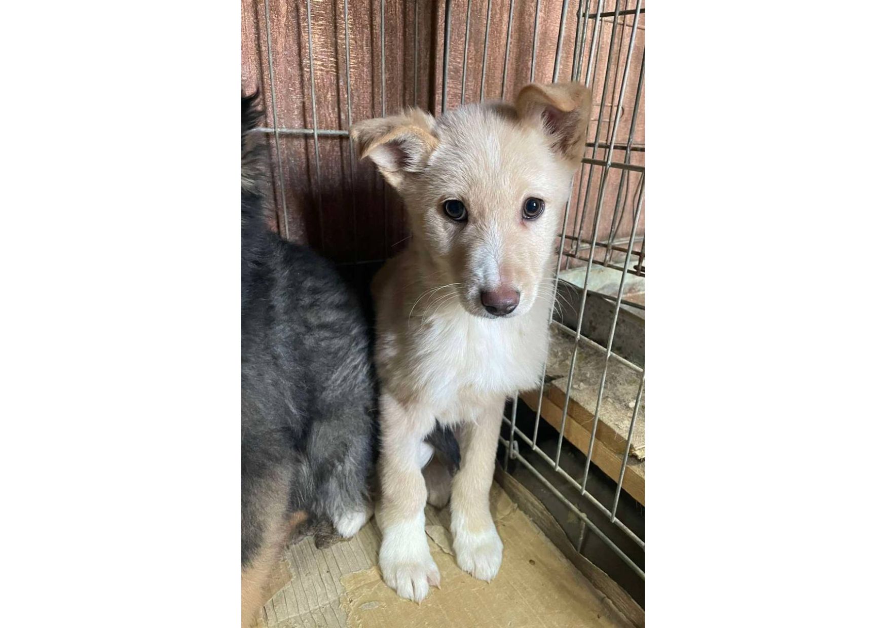 Не проходьте повз, подаруйте малятам шанс на життя! ❤️‍🩹