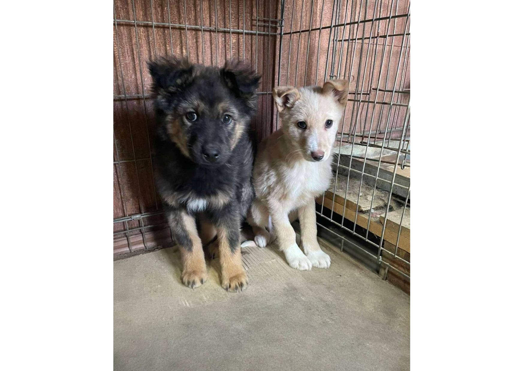 Не проходьте повз, подаруйте малятам шанс на життя! ❤️‍🩹