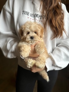 Супер мини мальтипу baby face f1