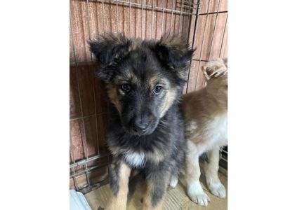 Не проходьте повз, подаруйте малятам шанс на життя! ❤️‍🩹