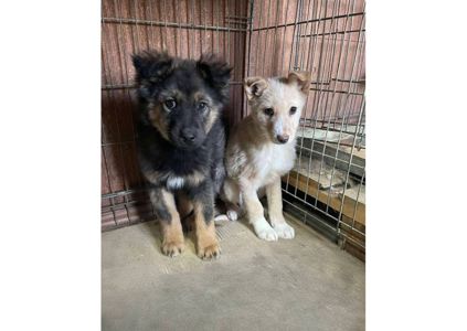 Не проходьте повз, подаруйте малятам шанс на життя! ❤️‍🩹