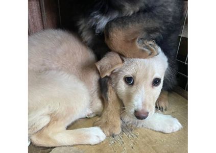 Не проходьте повз, подаруйте малятам шанс на життя! ❤️‍🩹