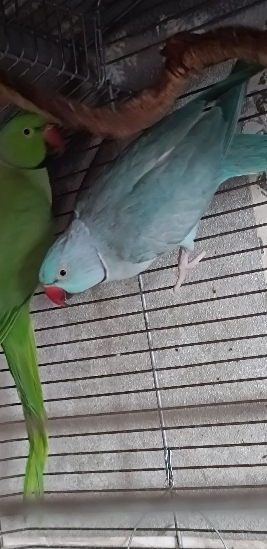 Ожереловый попугай