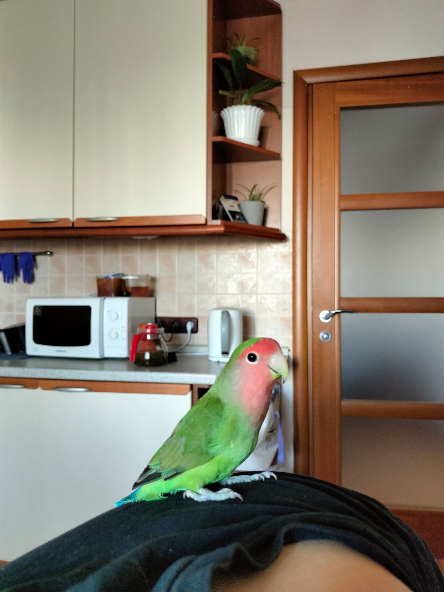 Нерозлучники фішера-маскові, Рожевощокі нерозлучники