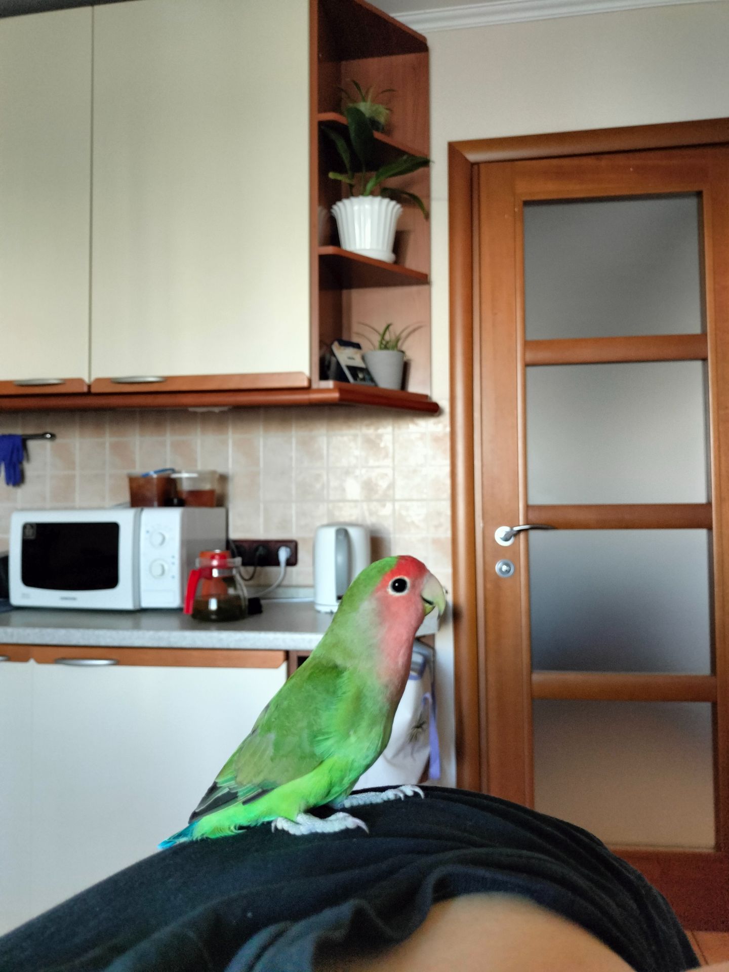 Нерозлучники фішера-маскові, Рожевощокі нерозлучники