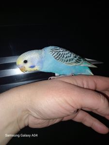 Хвилястий папуга