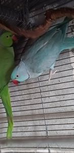 Ожереловый попугай