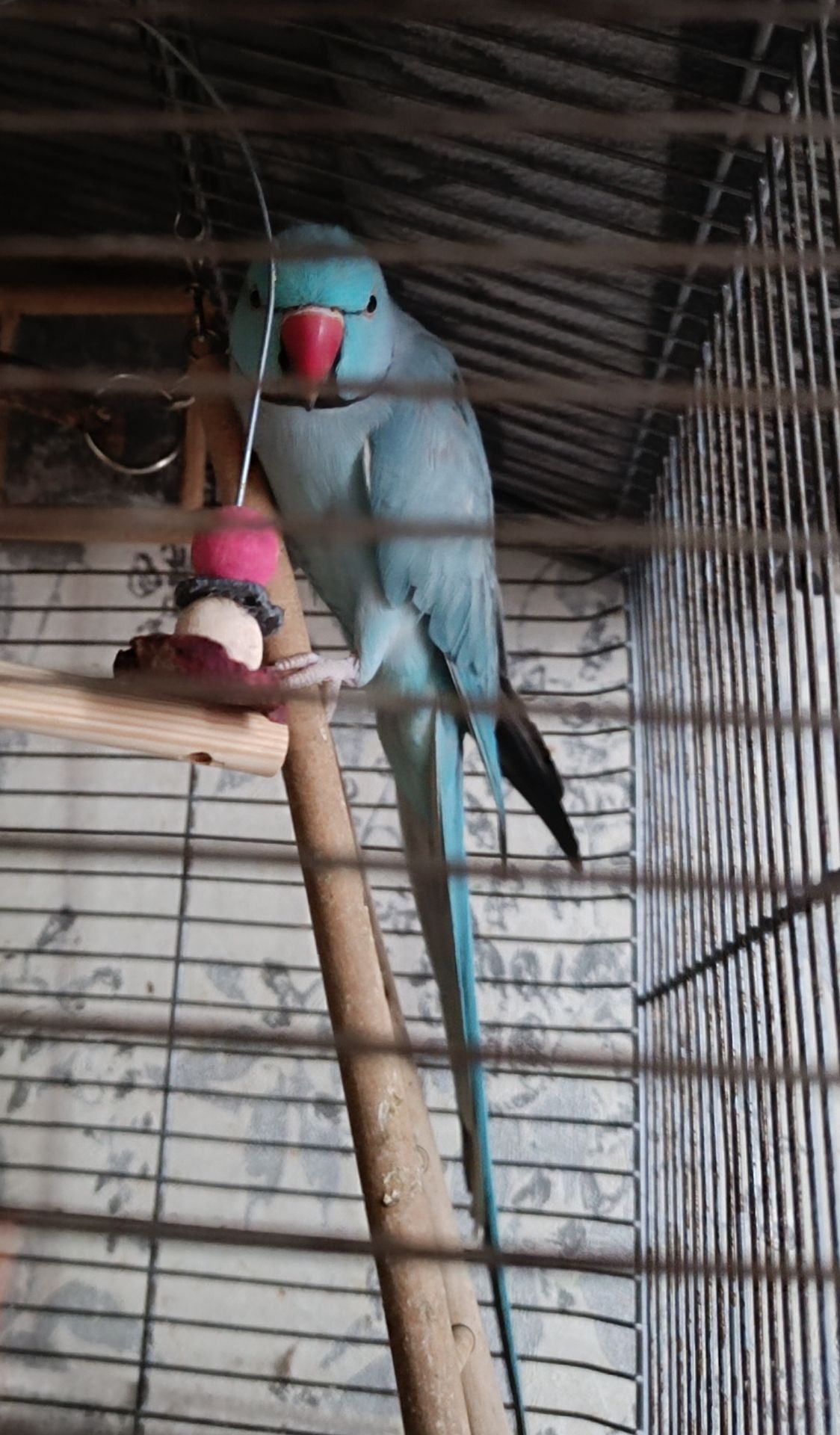 Ожереловый попугай