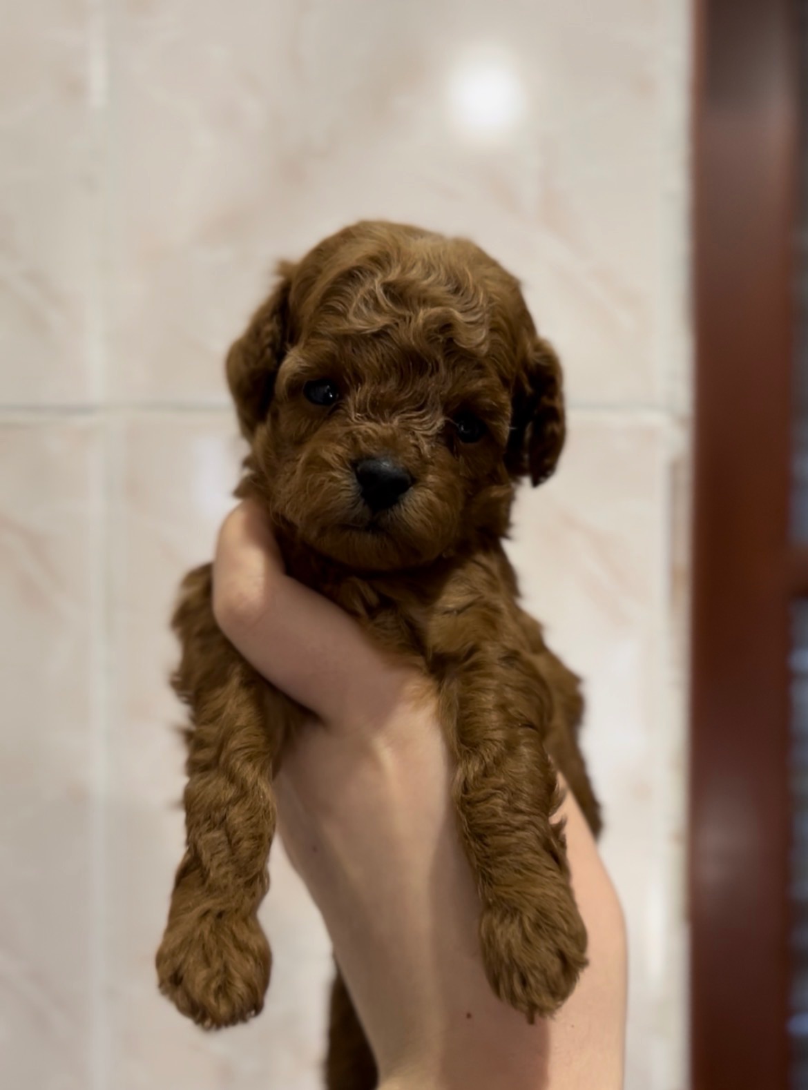 Дівчата той пуделя