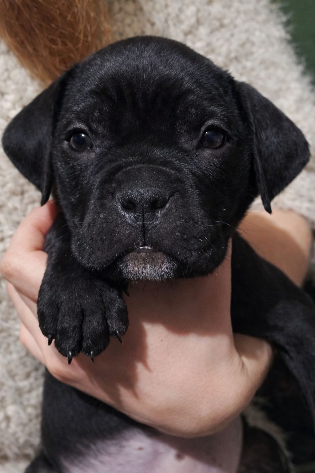 Цуценя кане-корсо