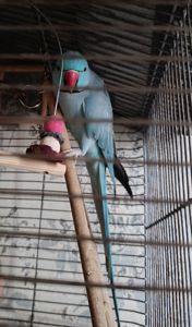 Ожереловый попугай