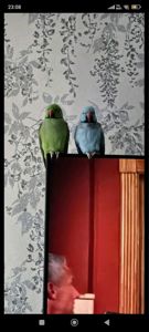 Ожереловый попугай