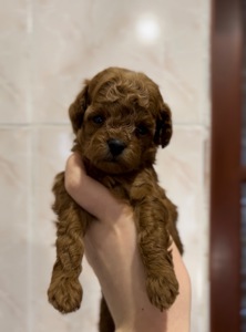 Дівчата той пуделя