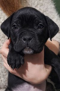 Цуценя кане-корсо